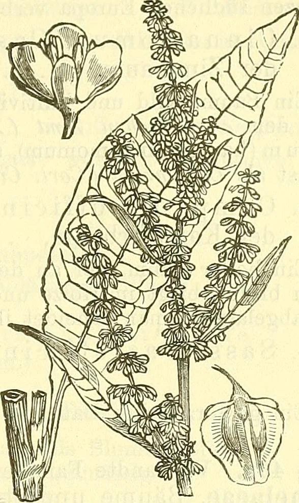 An illustration from Die wissenschaftliche Ausbildung des Apothekerlehrlings und seine Vorbereitung zum Gehülfenexamen : mit Rücksicht auf die neuesten Anforderungen, 1884, leaf 493