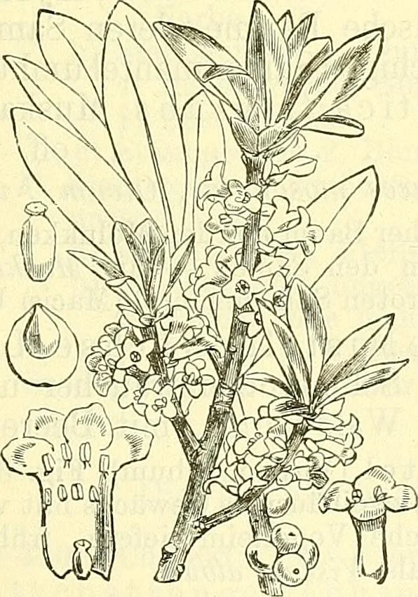 An illustration from Die wissenschaftliche Ausbildung des Apothekerlehrlings und seine Vorbereitung zum Gehülfenexamen : mit Rücksicht auf die neuesten Anforderungen, 1884, leaf 493