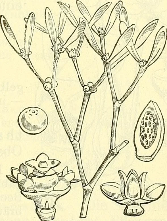 An illustration from Die wissenschaftliche Ausbildung des Apothekerlehrlings und seine Vorbereitung zum Gehülfenexamen : mit Rücksicht auf die neuesten Anforderungen, 1884, leaf 493