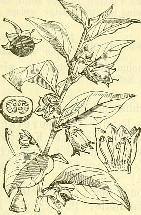 An illustration from Die wissenschaftliche Ausbildung des Apothekerlehrlings und seine Vorbereitung zum Gehülfenexamen : mit Rücksicht auf die neuesten Anforderungen, 1884, leaf 497