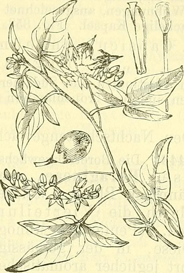 An illustration from Die wissenschaftliche Ausbildung des Apothekerlehrlings und seine Vorbereitung zum Gehülfenexamen : mit Rücksicht auf die neuesten Anforderungen, 1884, leaf 497