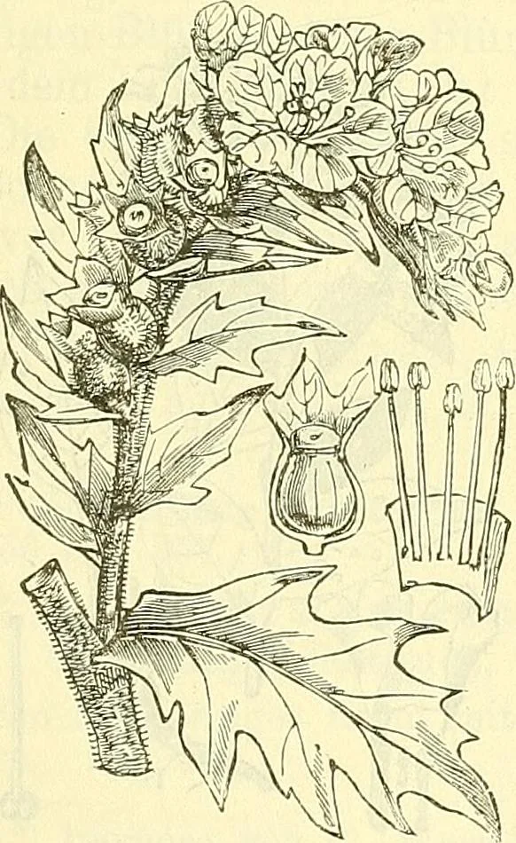 An illustration from Die wissenschaftliche Ausbildung des Apothekerlehrlings und seine Vorbereitung zum Gehülfenexamen : mit Rücksicht auf die neuesten Anforderungen, 1884, leaf 497