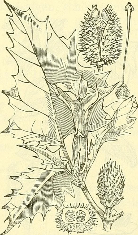 An illustration from Die wissenschaftliche Ausbildung des Apothekerlehrlings und seine Vorbereitung zum Gehülfenexamen : mit Rücksicht auf die neuesten Anforderungen, 1884, leaf 497