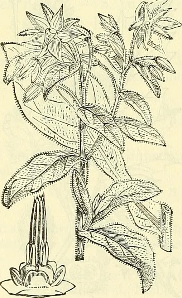 An illustration from Die wissenschaftliche Ausbildung des Apothekerlehrlings und seine Vorbereitung zum Gehülfenexamen : mit Rücksicht auf die neuesten Anforderungen, 1884, leaf 498