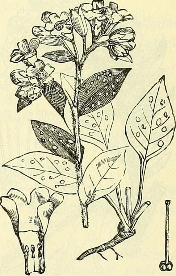 An illustration from Die wissenschaftliche Ausbildung des Apothekerlehrlings und seine Vorbereitung zum Gehülfenexamen : mit Rücksicht auf die neuesten Anforderungen, 1884, leaf 498