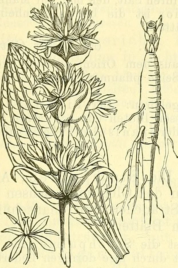 An illustration from Die wissenschaftliche Ausbildung des Apothekerlehrlings und seine Vorbereitung zum Gehülfenexamen : mit Rücksicht auf die neuesten Anforderungen, 1884, leaf 501