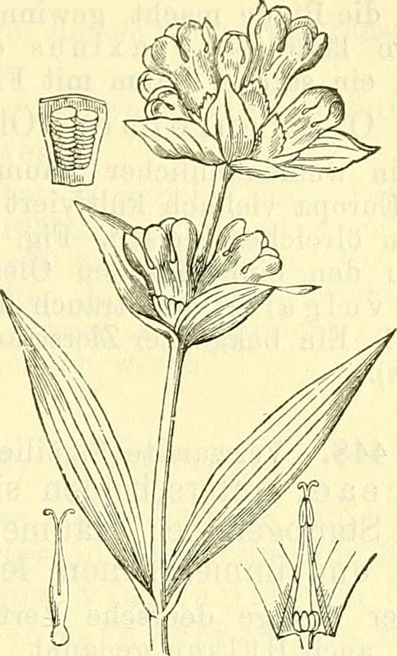 An illustration from Die wissenschaftliche Ausbildung des Apothekerlehrlings und seine Vorbereitung zum Gehülfenexamen : mit Rücksicht auf die neuesten Anforderungen, 1884, leaf 501