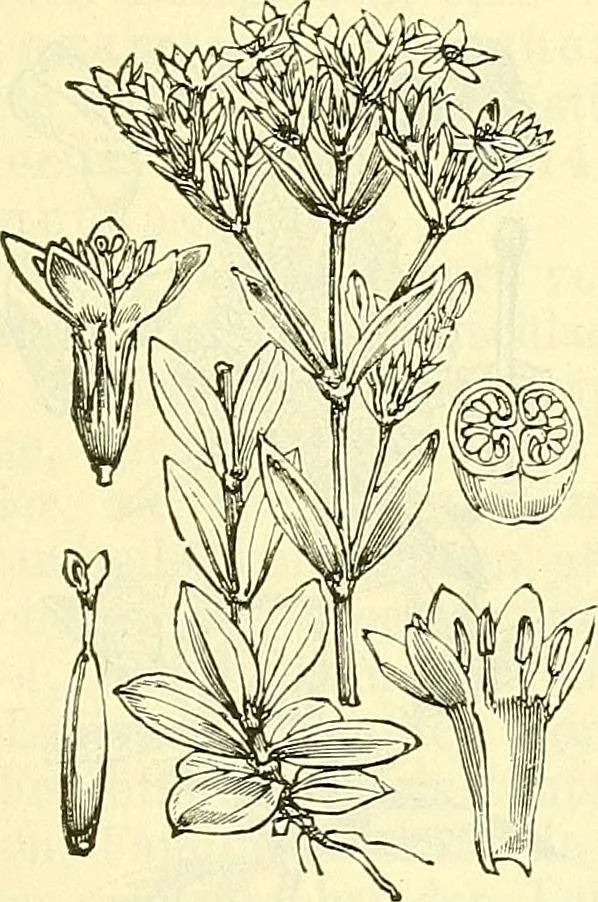 An illustration from Die wissenschaftliche Ausbildung des Apothekerlehrlings und seine Vorbereitung zum Gehülfenexamen : mit Rücksicht auf die neuesten Anforderungen, 1884, leaf 501