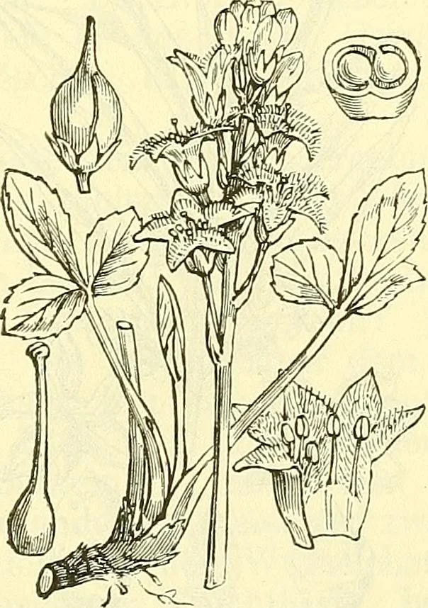 An illustration from Die wissenschaftliche Ausbildung des Apothekerlehrlings und seine Vorbereitung zum Gehülfenexamen : mit Rücksicht auf die neuesten Anforderungen, 1884, leaf 501