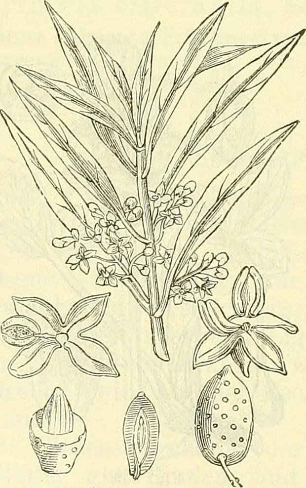 An illustration from Die wissenschaftliche Ausbildung des Apothekerlehrlings und seine Vorbereitung zum Gehülfenexamen : mit Rücksicht auf die neuesten Anforderungen, 1884, leaf 502