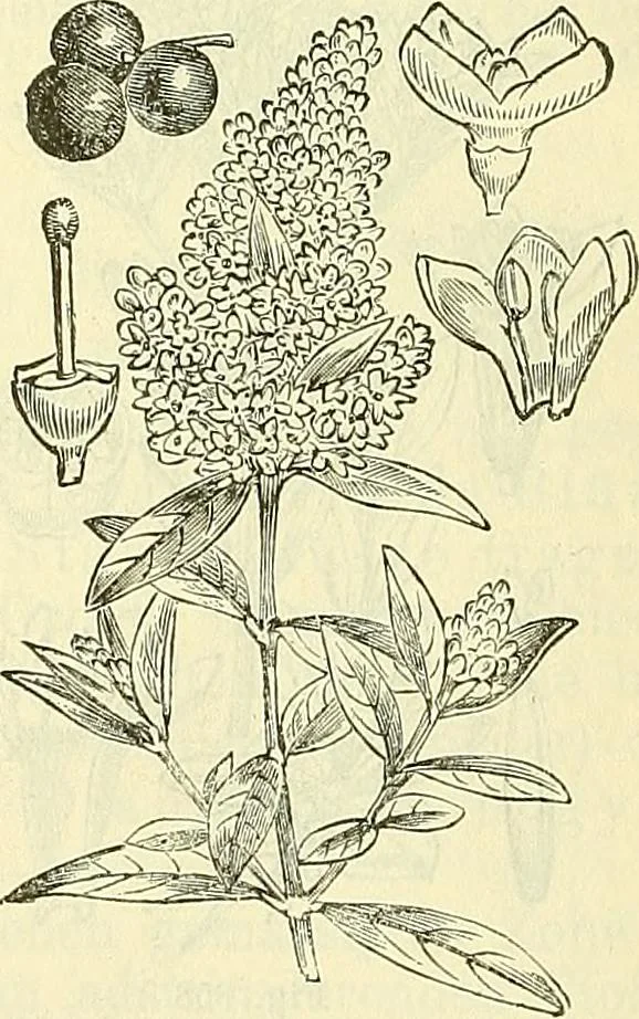 An illustration from Die wissenschaftliche Ausbildung des Apothekerlehrlings und seine Vorbereitung zum Gehülfenexamen : mit Rücksicht auf die neuesten Anforderungen, 1884, leaf 502