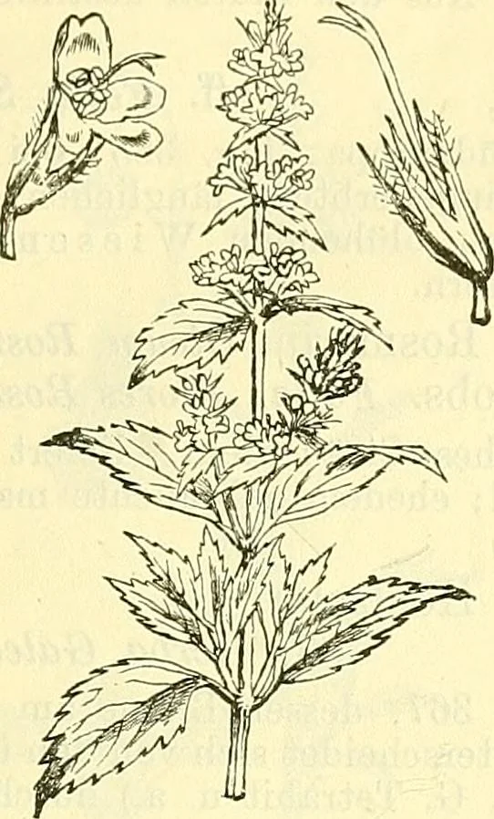 An illustration from Die wissenschaftliche Ausbildung des Apothekerlehrlings und seine Vorbereitung zum Gehülfenexamen : mit Rücksicht auf die neuesten Anforderungen, 1884, leaf 505