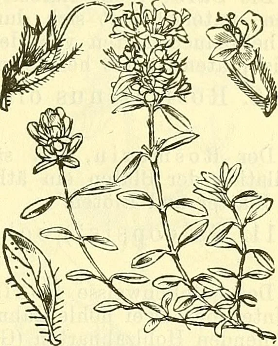 An illustration from Die wissenschaftliche Ausbildung des Apothekerlehrlings und seine Vorbereitung zum Gehülfenexamen : mit Rücksicht auf die neuesten Anforderungen, 1884, leaf 505