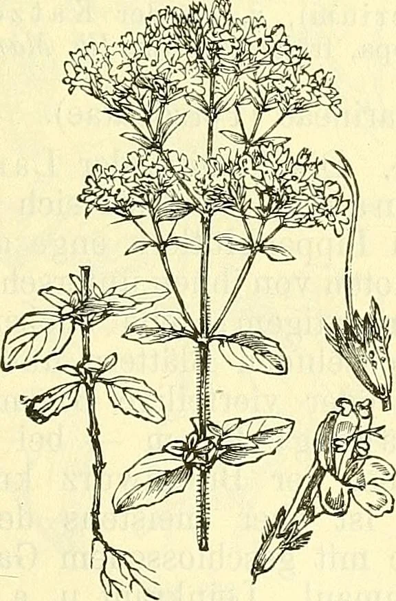 An illustration from Die wissenschaftliche Ausbildung des Apothekerlehrlings und seine Vorbereitung zum Gehülfenexamen : mit Rücksicht auf die neuesten Anforderungen, 1884, leaf 505