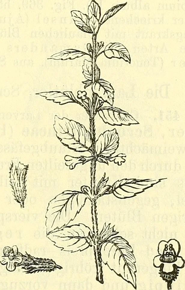 An illustration from Die wissenschaftliche Ausbildung des Apothekerlehrlings und seine Vorbereitung zum Gehülfenexamen : mit Rücksicht auf die neuesten Anforderungen, 1884, leaf 505