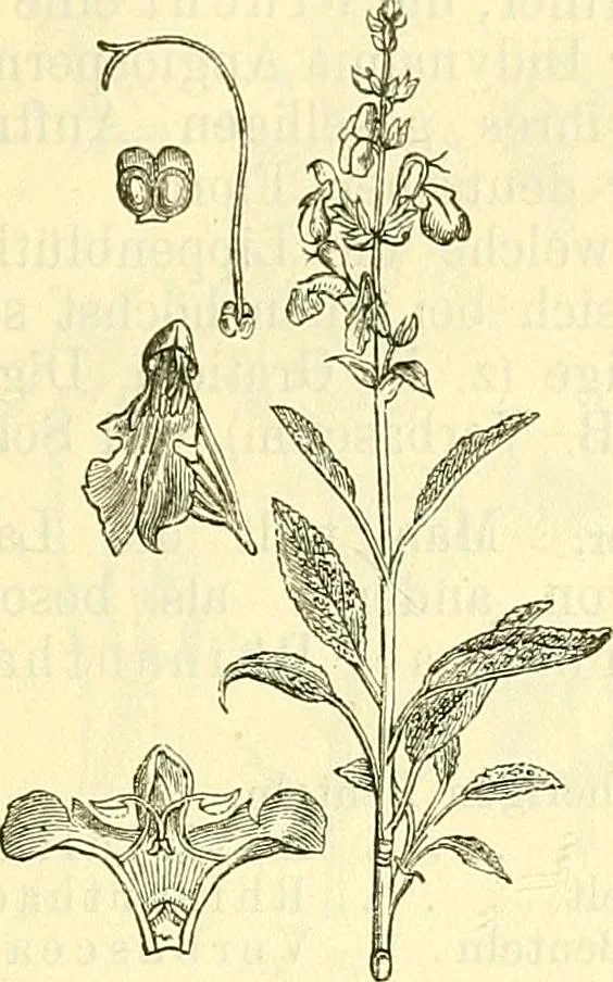 An illustration from Die wissenschaftliche Ausbildung des Apothekerlehrlings und seine Vorbereitung zum Gehülfenexamen : mit Rücksicht auf die neuesten Anforderungen, 1884, leaf 507