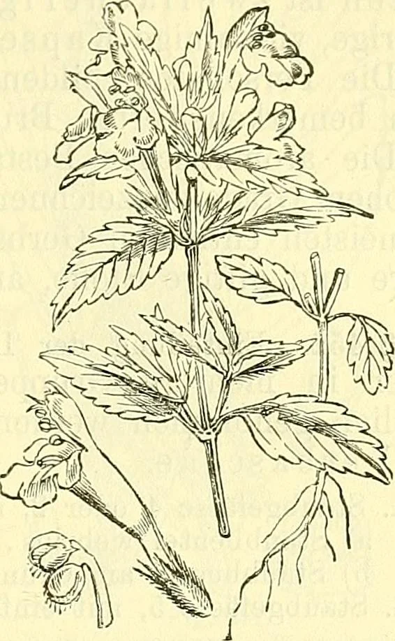 An illustration from Die wissenschaftliche Ausbildung des Apothekerlehrlings und seine Vorbereitung zum Gehülfenexamen : mit Rücksicht auf die neuesten Anforderungen, 1884, leaf 507