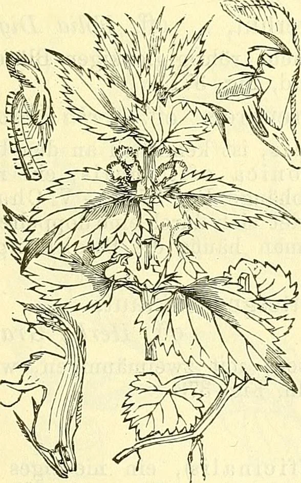 An illustration from Die wissenschaftliche Ausbildung des Apothekerlehrlings und seine Vorbereitung zum Gehülfenexamen : mit Rücksicht auf die neuesten Anforderungen, 1884, leaf 507