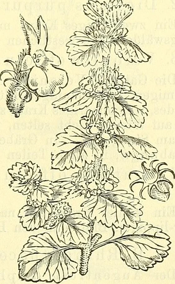 An illustration from Die wissenschaftliche Ausbildung des Apothekerlehrlings und seine Vorbereitung zum Gehülfenexamen : mit Rücksicht auf die neuesten Anforderungen, 1884, leaf 507