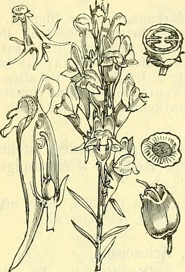 An illustration from Die wissenschaftliche Ausbildung des Apothekerlehrlings und seine Vorbereitung zum Gehülfenexamen : mit Rücksicht auf die neuesten Anforderungen, 1884, leaf 509
