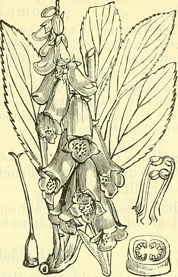 An illustration from Die wissenschaftliche Ausbildung des Apothekerlehrlings und seine Vorbereitung zum Gehülfenexamen : mit Rücksicht auf die neuesten Anforderungen, 1884, leaf 509
