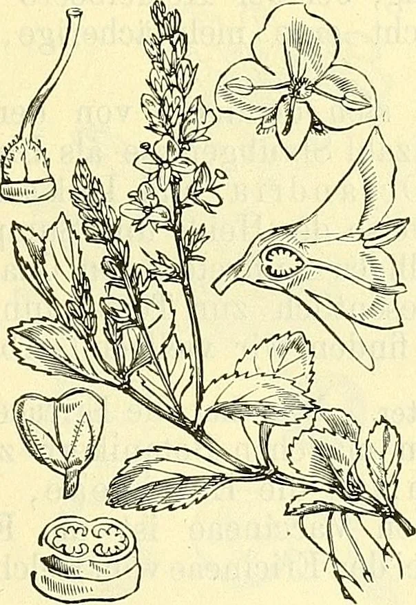 An illustration from Die wissenschaftliche Ausbildung des Apothekerlehrlings und seine Vorbereitung zum Gehülfenexamen : mit Rücksicht auf die neuesten Anforderungen, 1884, leaf 509