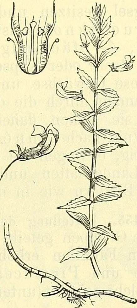 An illustration from Die wissenschaftliche Ausbildung des Apothekerlehrlings und seine Vorbereitung zum Gehülfenexamen : mit Rücksicht auf die neuesten Anforderungen, 1884, leaf 509
