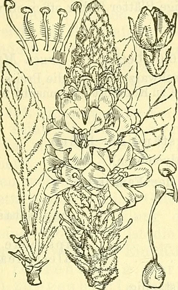 An illustration from Die wissenschaftliche Ausbildung des Apothekerlehrlings und seine Vorbereitung zum Gehülfenexamen : mit Rücksicht auf die neuesten Anforderungen, 1884, leaf 511