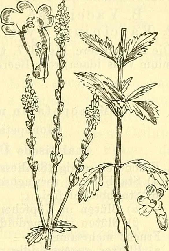 An illustration from Die wissenschaftliche Ausbildung des Apothekerlehrlings und seine Vorbereitung zum Gehülfenexamen : mit Rücksicht auf die neuesten Anforderungen, 1884, leaf 511