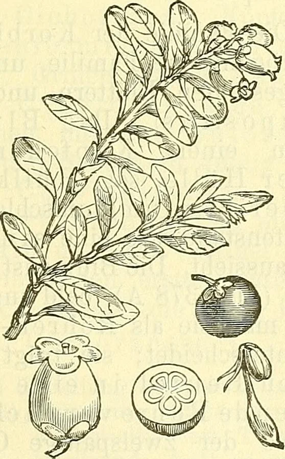 An illustration from Die wissenschaftliche Ausbildung des Apothekerlehrlings und seine Vorbereitung zum Gehülfenexamen : mit Rücksicht auf die neuesten Anforderungen, 1884, leaf 511