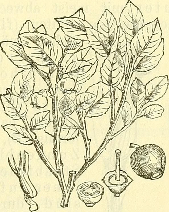 An illustration from Die wissenschaftliche Ausbildung des Apothekerlehrlings und seine Vorbereitung zum Gehülfenexamen : mit Rücksicht auf die neuesten Anforderungen, 1884, leaf 511