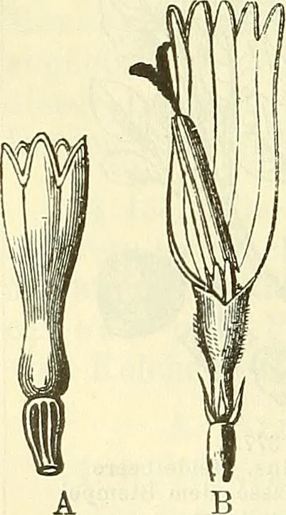 An illustration from Die wissenschaftliche Ausbildung des Apothekerlehrlings und seine Vorbereitung zum Gehülfenexamen : mit Rücksicht auf die neuesten Anforderungen, 1884, leaf 512