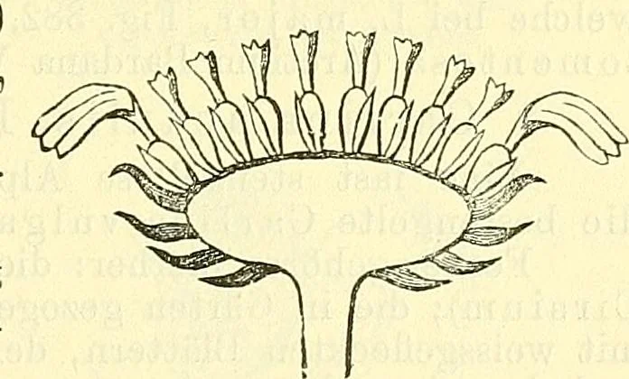 An illustration from Die wissenschaftliche Ausbildung des Apothekerlehrlings und seine Vorbereitung zum Gehülfenexamen : mit Rücksicht auf die neuesten Anforderungen, 1884, leaf 513