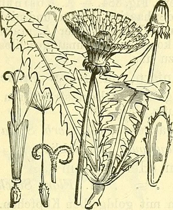An illustration from Die wissenschaftliche Ausbildung des Apothekerlehrlings und seine Vorbereitung zum Gehülfenexamen : mit Rücksicht auf die neuesten Anforderungen, 1884, leaf 515