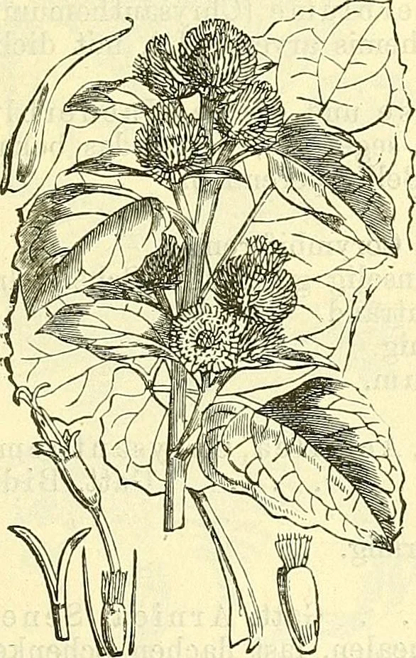 An illustration from Die wissenschaftliche Ausbildung des Apothekerlehrlings und seine Vorbereitung zum Gehülfenexamen : mit Rücksicht auf die neuesten Anforderungen, 1884, leaf 515