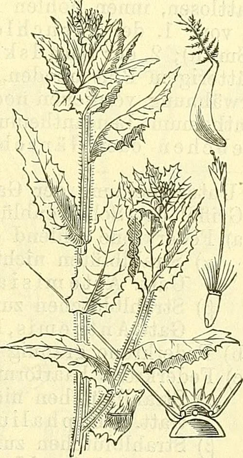 An illustration from Die wissenschaftliche Ausbildung des Apothekerlehrlings und seine Vorbereitung zum Gehülfenexamen : mit Rücksicht auf die neuesten Anforderungen, 1884, leaf 515
