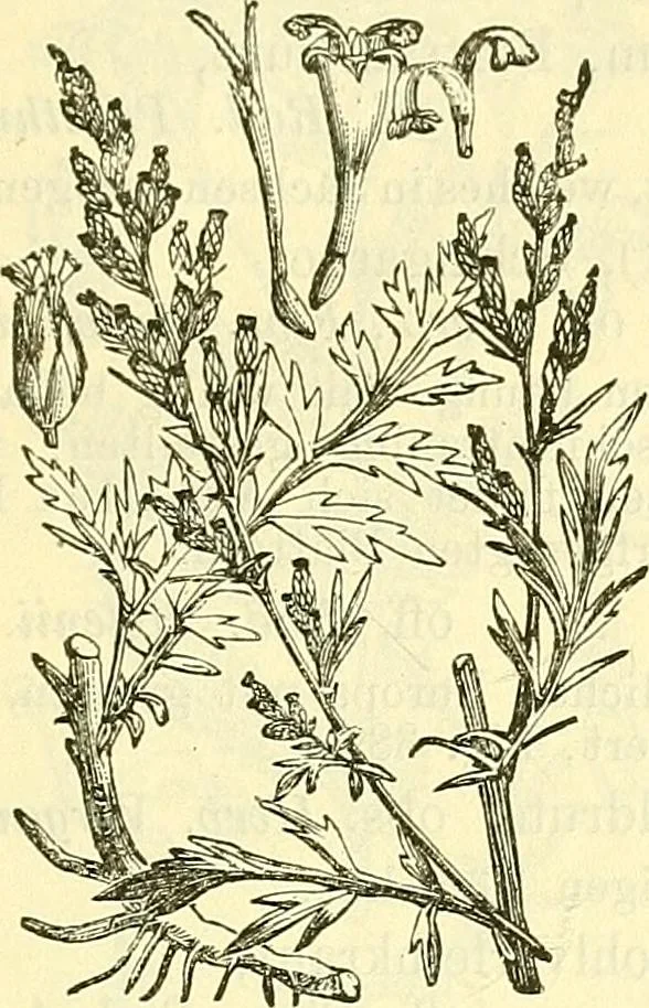 An illustration from Die wissenschaftliche Ausbildung des Apothekerlehrlings und seine Vorbereitung zum Gehülfenexamen : mit Rücksicht auf die neuesten Anforderungen, 1884, leaf 517