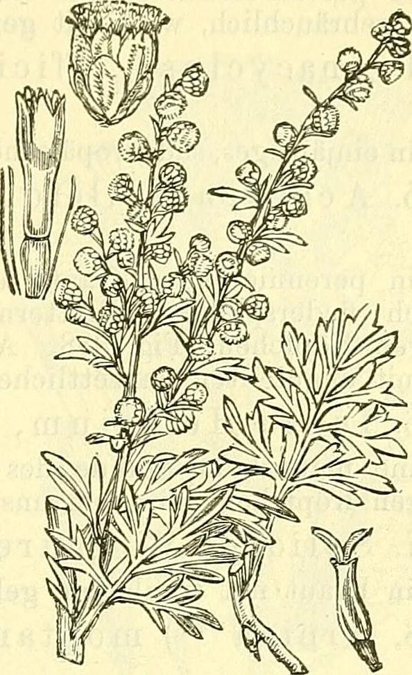 An illustration from Die wissenschaftliche Ausbildung des Apothekerlehrlings und seine Vorbereitung zum Gehülfenexamen : mit Rücksicht auf die neuesten Anforderungen, 1884, leaf 517
