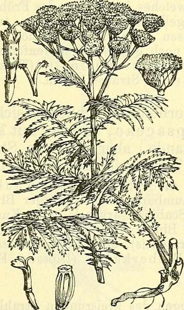 An illustration from Die wissenschaftliche Ausbildung des Apothekerlehrlings und seine Vorbereitung zum Gehülfenexamen : mit Rücksicht auf die neuesten Anforderungen, 1884, leaf 517