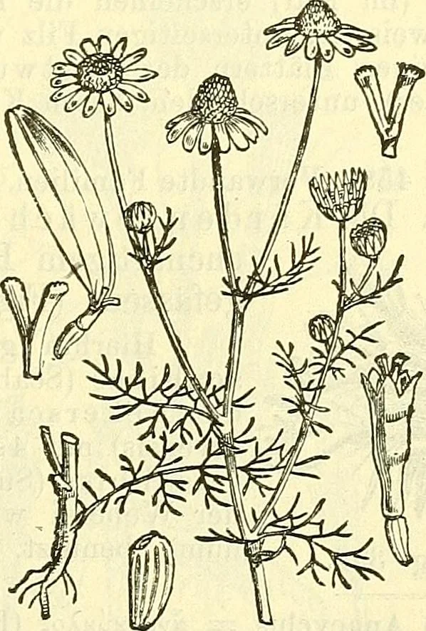 An illustration from Die wissenschaftliche Ausbildung des Apothekerlehrlings und seine Vorbereitung zum Gehülfenexamen : mit Rücksicht auf die neuesten Anforderungen, 1884, leaf 517