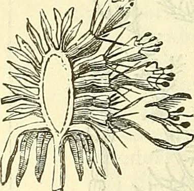 An illustration from Die wissenschaftliche Ausbildung des Apothekerlehrlings und seine Vorbereitung zum Gehülfenexamen : mit Rücksicht auf die neuesten Anforderungen, 1884, leaf 518