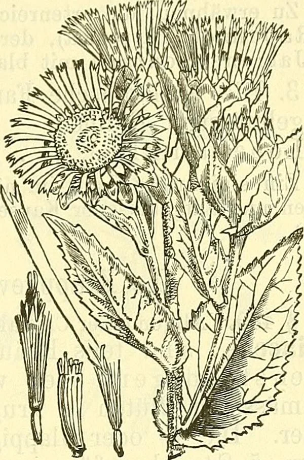 An illustration from Die wissenschaftliche Ausbildung des Apothekerlehrlings und seine Vorbereitung zum Gehülfenexamen : mit Rücksicht auf die neuesten Anforderungen, 1884, leaf 519