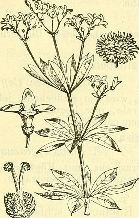 An illustration from Die wissenschaftliche Ausbildung des Apothekerlehrlings und seine Vorbereitung zum Gehülfenexamen : mit Rücksicht auf die neuesten Anforderungen, 1884, leaf 521