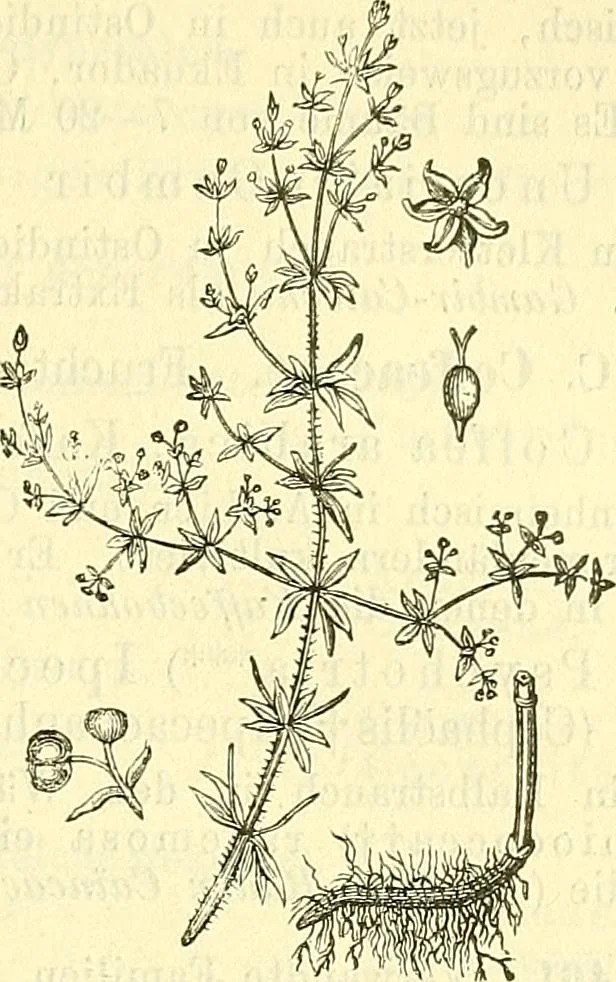 An illustration from Die wissenschaftliche Ausbildung des Apothekerlehrlings und seine Vorbereitung zum Gehülfenexamen : mit Rücksicht auf die neuesten Anforderungen, 1884, leaf 521