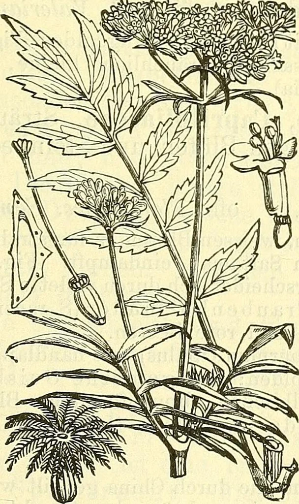 An illustration from Die wissenschaftliche Ausbildung des Apothekerlehrlings und seine Vorbereitung zum Gehülfenexamen : mit Rücksicht auf die neuesten Anforderungen, 1884, leaf 521