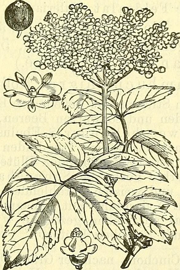 An illustration from Die wissenschaftliche Ausbildung des Apothekerlehrlings und seine Vorbereitung zum Gehülfenexamen : mit Rücksicht auf die neuesten Anforderungen, 1884, leaf 521