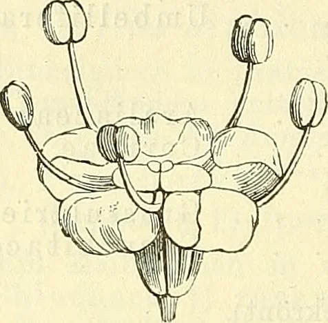 An illustration from Die wissenschaftliche Ausbildung des Apothekerlehrlings und seine Vorbereitung zum Gehülfenexamen : mit Rücksicht auf die neuesten Anforderungen, 1884, leaf 524