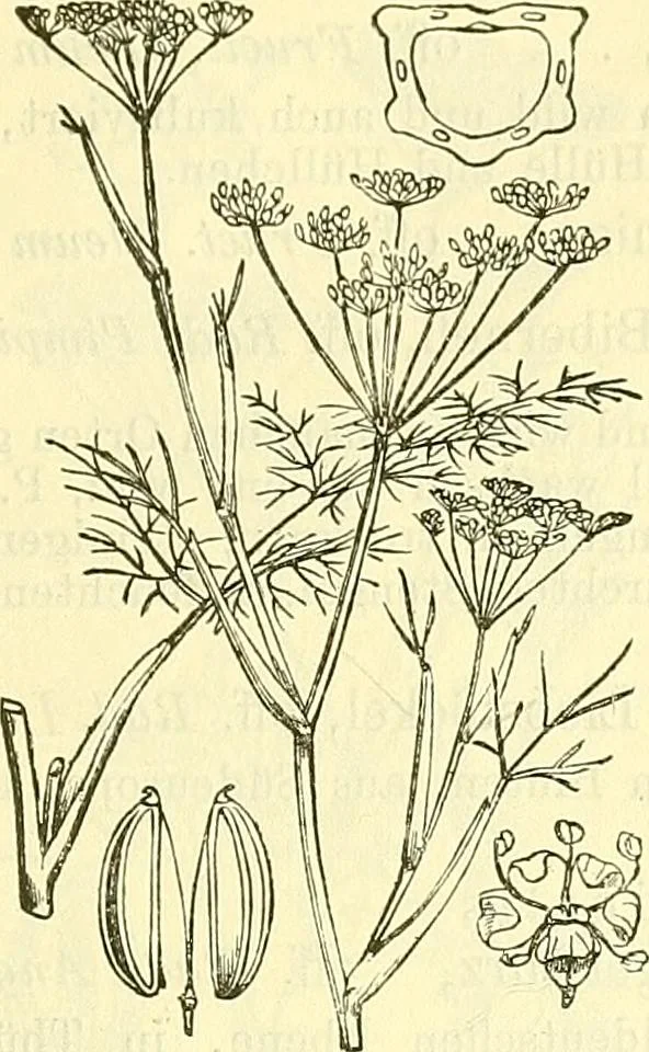 An illustration from Die wissenschaftliche Ausbildung des Apothekerlehrlings und seine Vorbereitung zum Gehülfenexamen : mit Rücksicht auf die neuesten Anforderungen, 1884, leaf 525