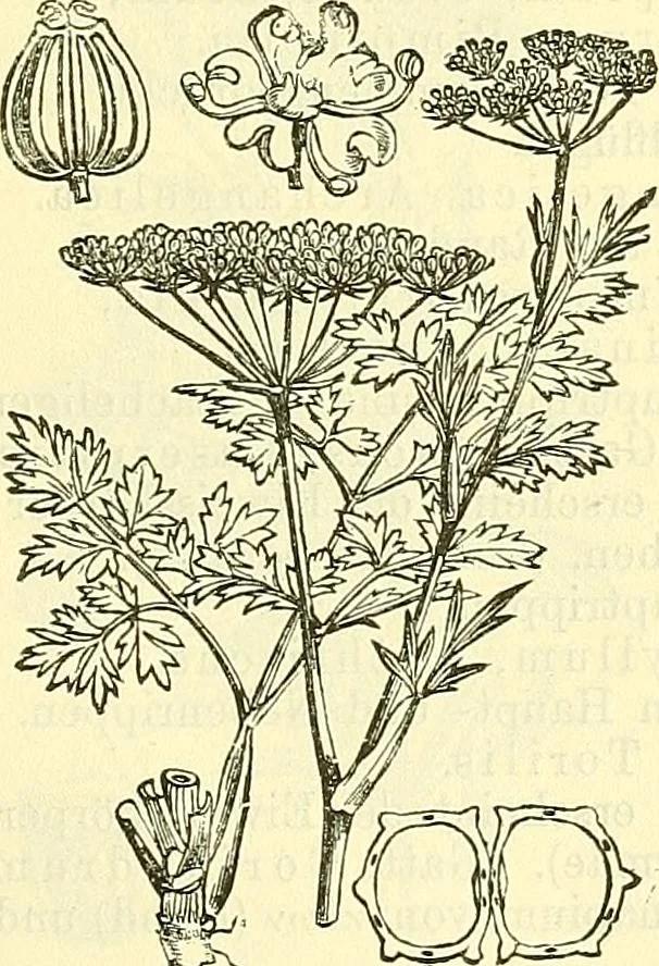 An illustration from Die wissenschaftliche Ausbildung des Apothekerlehrlings und seine Vorbereitung zum Gehülfenexamen : mit Rücksicht auf die neuesten Anforderungen, 1884, leaf 525
