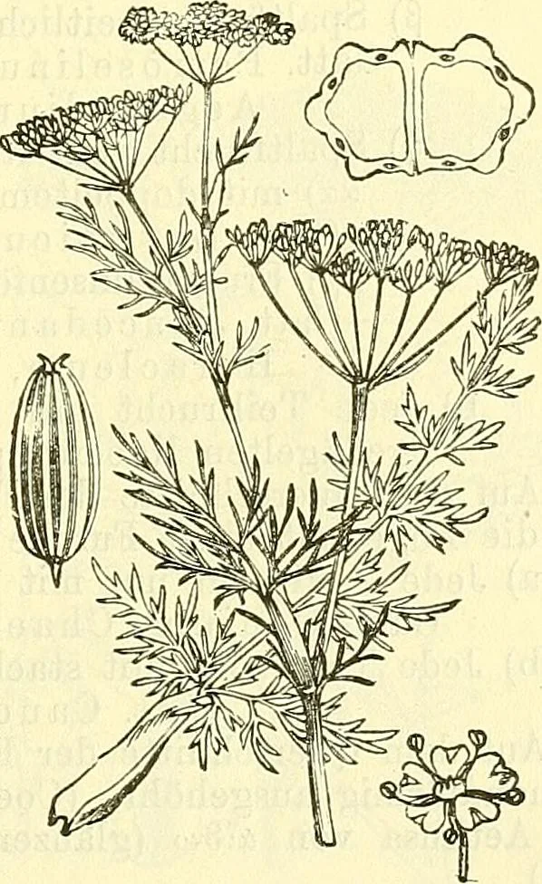 An illustration from Die wissenschaftliche Ausbildung des Apothekerlehrlings und seine Vorbereitung zum Gehülfenexamen : mit Rücksicht auf die neuesten Anforderungen, 1884, leaf 525